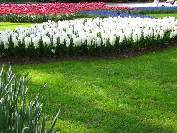 Keukenhof 23-04-2009 580