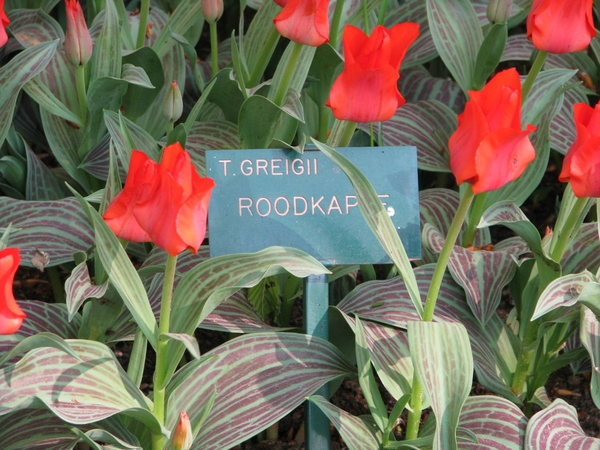 Keukenhof 23-04-2009 581