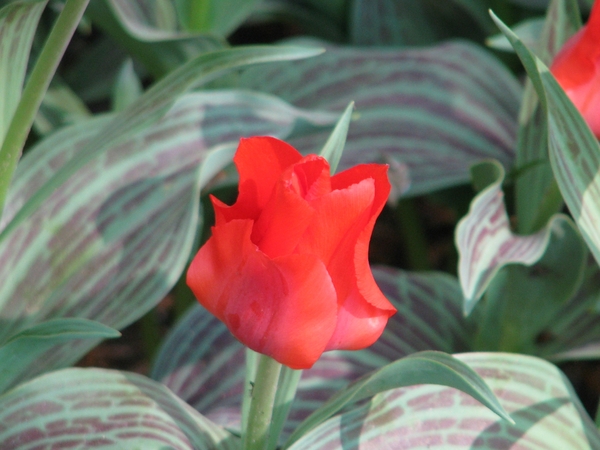 Keukenhof 23-04-2009 582