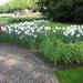 Keukenhof 23-04-2009 586