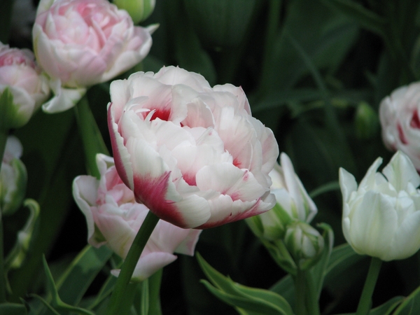 Keukenhof 23-04-2009 588