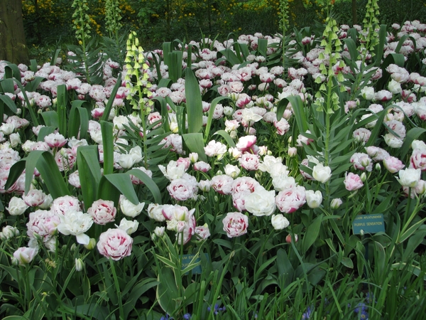 Keukenhof 23-04-2009 590