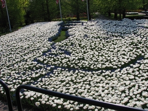 Keukenhof 23-04-2009 602