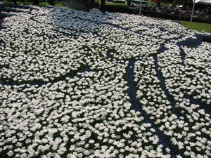 Keukenhof 23-04-2009 604