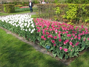 Keukenhof 23-04-2009 607