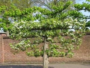 Keukenhof 23-04-2009 625