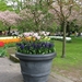 Keukenhof 23-04-2009 180