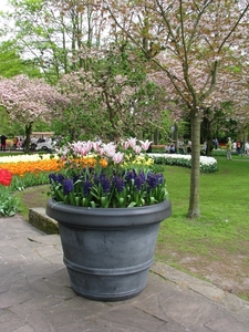 Keukenhof 23-04-2009 180