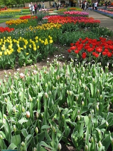 Keukenhof 23-04-2009 187