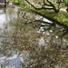 Keukenhof 23-04-2009 341