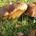 Paddestoelen (2)