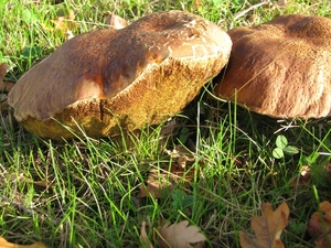 Paddestoelen (2)