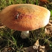 Paddestoelen (6)