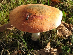 Paddestoelen (6)