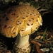 Paddestoelen (8)