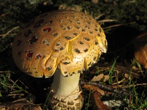 Paddestoelen (8)