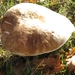 Paddestoelen (10)