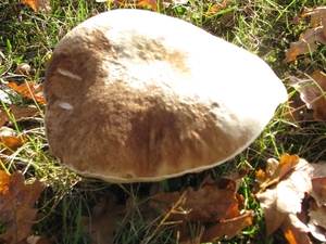 Paddestoelen (10)