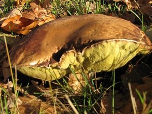 Paddestoelen (12)