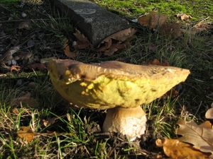 Paddestoelen (15)