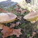 Paddestoelen (16)