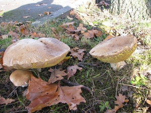 Paddestoelen (16)