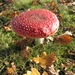 Paddestoelen (17)