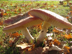 Paddestoelen (19)