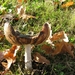 Paddestoelen (21)