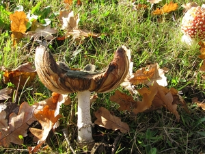 Paddestoelen (21)