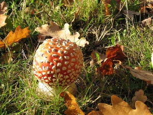 Paddestoelen (22)