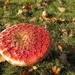 Paddestoelen (23)