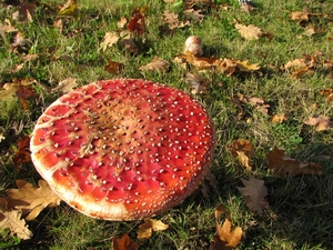 Paddestoelen (23)