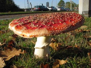 Paddestoelen (24)