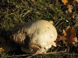 Paddestoelen (28)