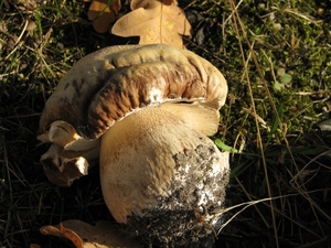 Paddestoelen (29)