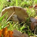 Paddestoelen (30)