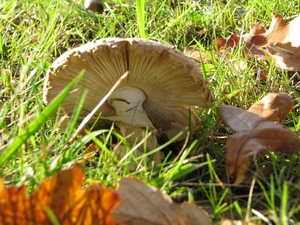 Paddestoelen (30)