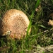 Paddestoelen (31)