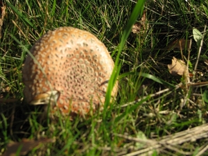 Paddestoelen (31)