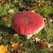 Paddestoelen (32)