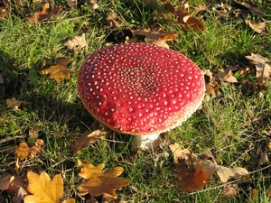 Paddestoelen (32)