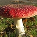 Paddestoelen (33)