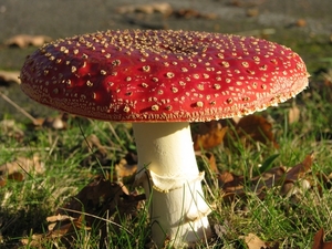 Paddestoelen (33)