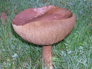 Paddestoelen (36)