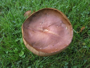 Paddestoelen (37)