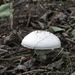 Paddestoelen (38)