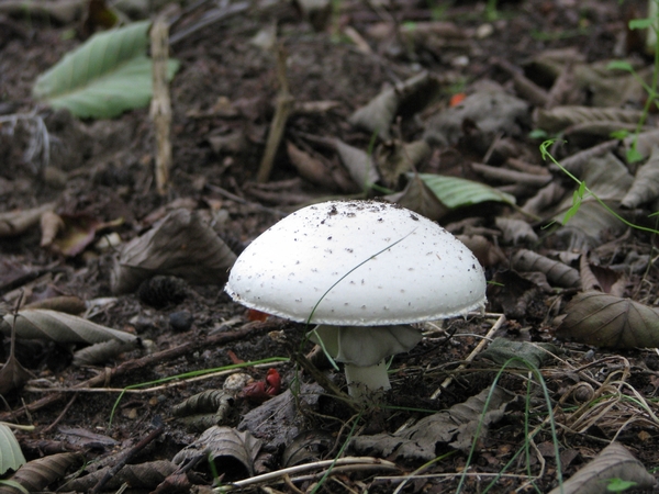 Paddestoelen (38)