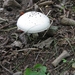 Paddestoelen (39)