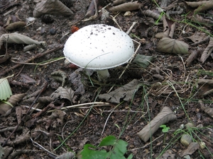 Paddestoelen (39)